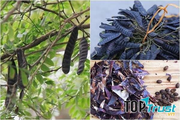 Bồ kết nhuộm tóc đen tự nhiên