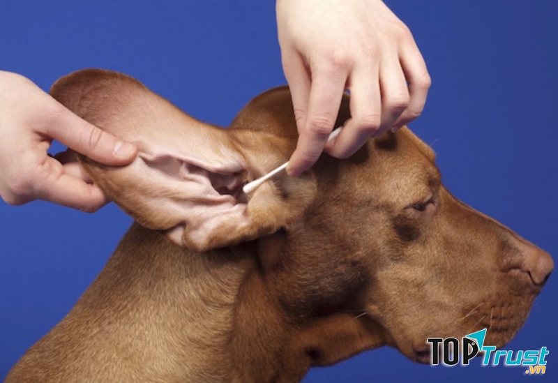 Nice Pet clinic & Spa