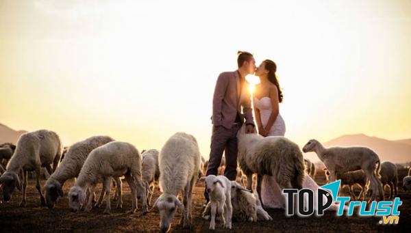 Ảnh cưới chụp tại Trại cừu An Hòa