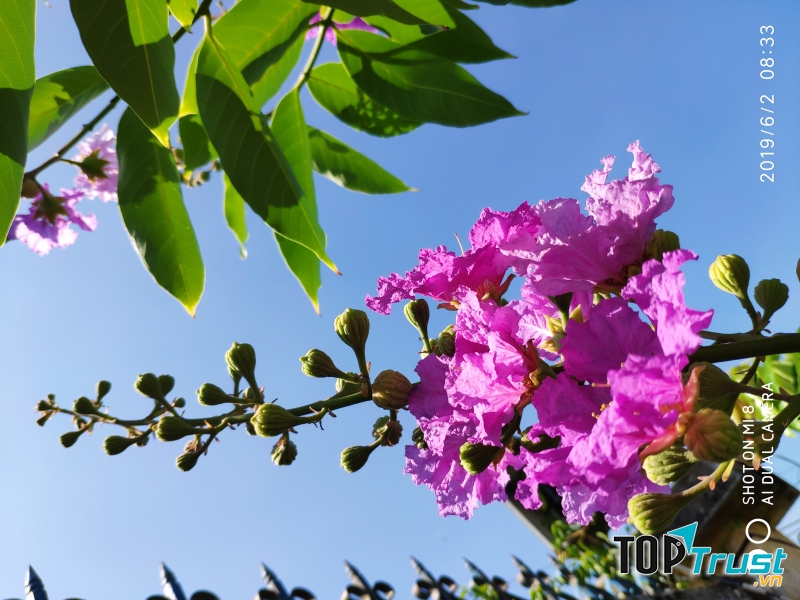 Nỗi nhớ tím bằng lăng