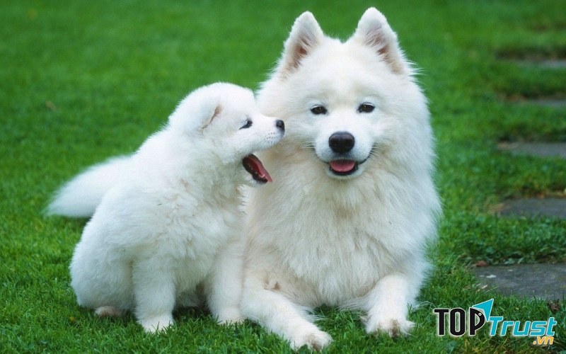 Chó phù hợp với những nơi ở rộng rãi, thoải mái