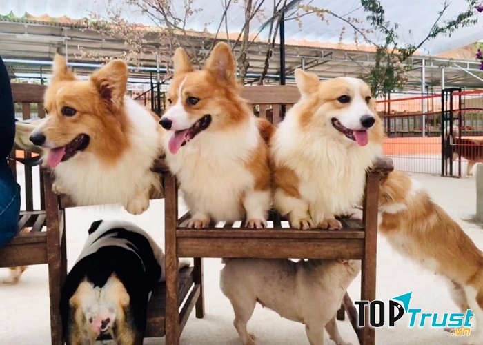 Nông Trại Cún - Puppy Farm