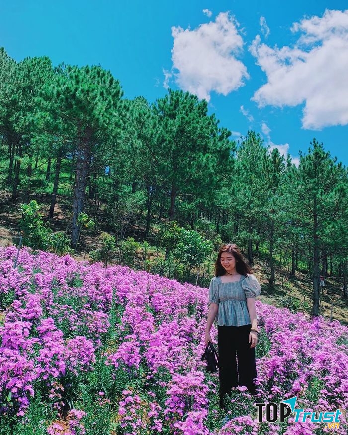 Nông Trại Cún - Puppy Farm