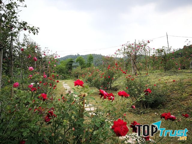 Đường vào Đảo Hồng