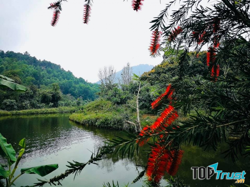 Liễu đỏ buông bên hồ