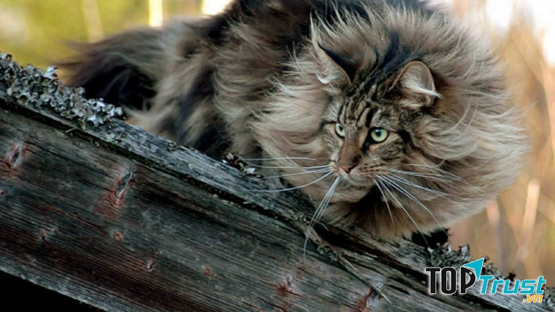 Norwegian Forest Cat có vẻ ngoài oai vệ như một chú sư tử