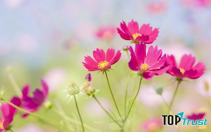 Hoa yêu mọi người, nên hoa kết trái