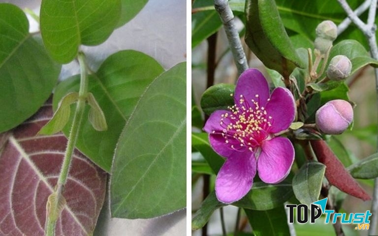 Nụ sim và lá mơ