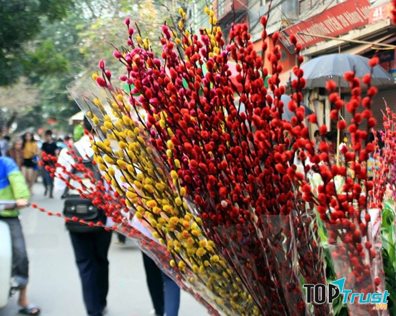 Nhánh tầm xuân khẳng khiu nhưng nổi bật bởi sắc màu và nụ êm ái như nhung.