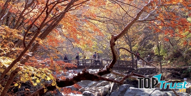 Vào mùa thu cây lá vàng, lá đỏ thi nhau nở rộ trên ngọn núi Jirisan