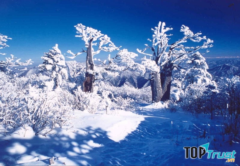 Núi Taebaeksan khoác trên mình chiếc áo tuyết trắng lung linh