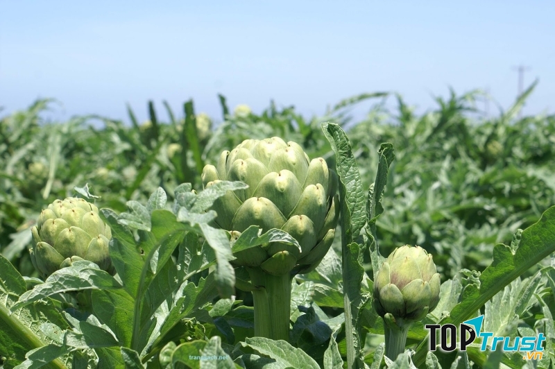 Nước atiso - thần dược cho gan