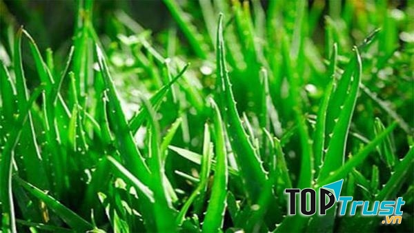 Chất nhầy của nha đam ngoài việc làm da căng bóng, mịn màng thì còn giúp giảm mỡ bụng