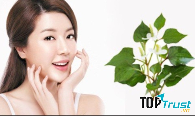 Rau diếp cá cũng được nhiều chị em sử dụng để điều trị vết sẹo thâm