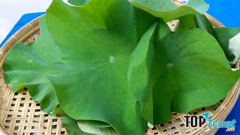 Trong lá sen chứa nhiều chất có tác dụng loại bỏ bớt lượng mỡ trong máu