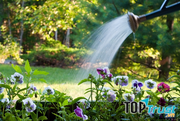 Nước tưới cây sạch