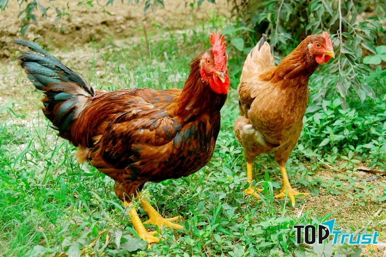 Thịt gà thả đồng có giá thành cao và được ưa chuộng