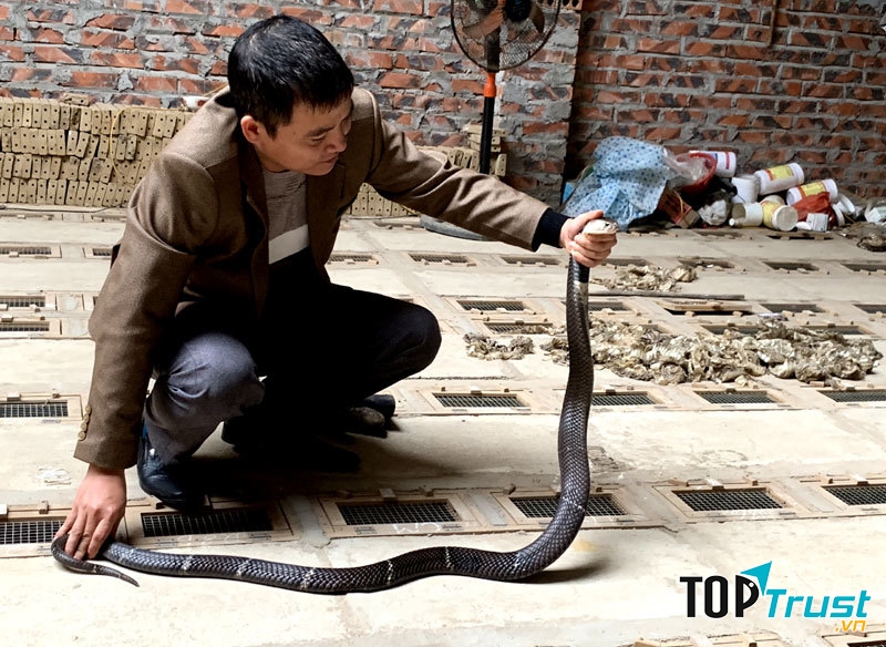 Nghề nuôi rắn ở xã Vĩnh Sơn có nguồn gốc từ cuối thế kỷ thứ 19