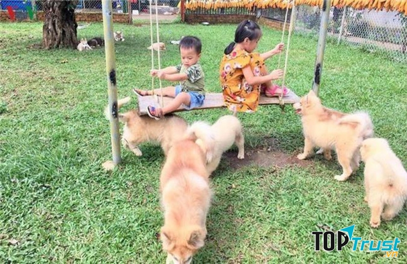 Nuôi thú cưng (chó, mèo)