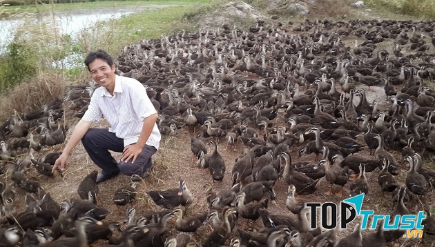 Anh Nhâm và đàn Vịt trời Bầu Mây thu tiền tỉ mỗi tháng