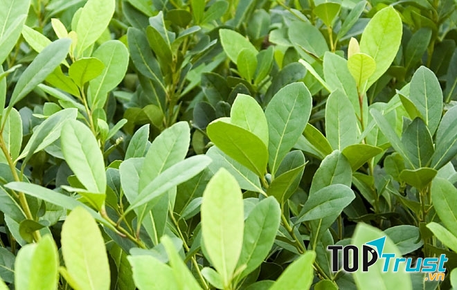 Cây Yerba Mate
