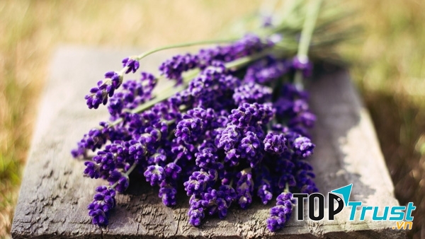 Mùi thơm hoa oải hương đuổi muỗi.