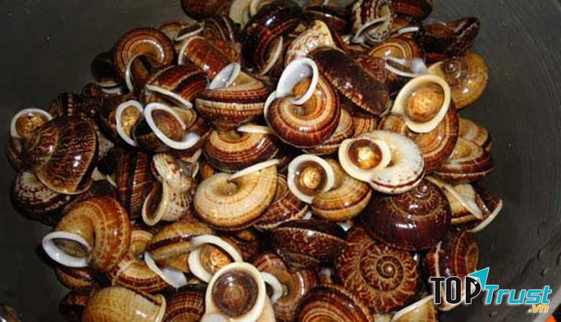 Hình ảnh ốc đá Suối Bàng