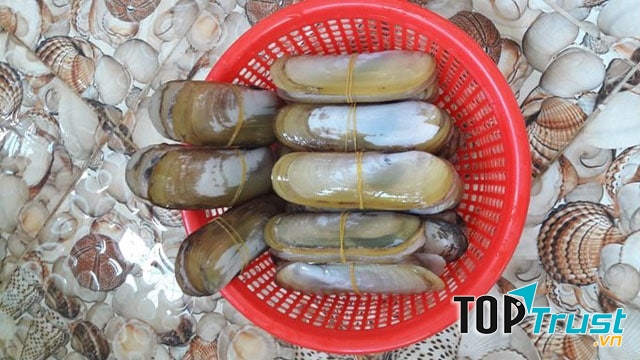 Ốc Móng Tay Chúa