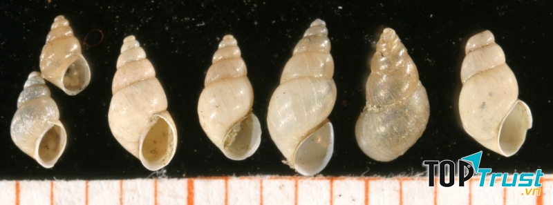 Ốc sên Potamopyrgus antipodarum