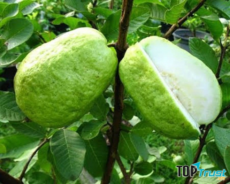 Ổi ruột trắng dày cơm