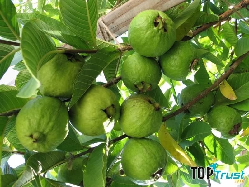 Ổi Bo Thái Bình