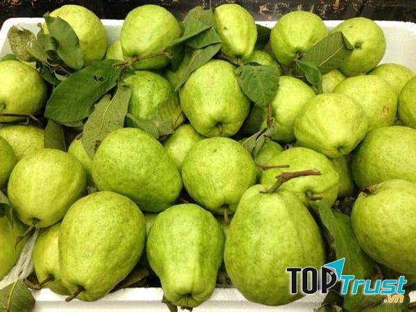 Giống ổi bo tốt thì phải được chọn lấy hạt từ cây mới bói, quả ở cành ngồng, lúc thời tiết có mưa nhiều.
