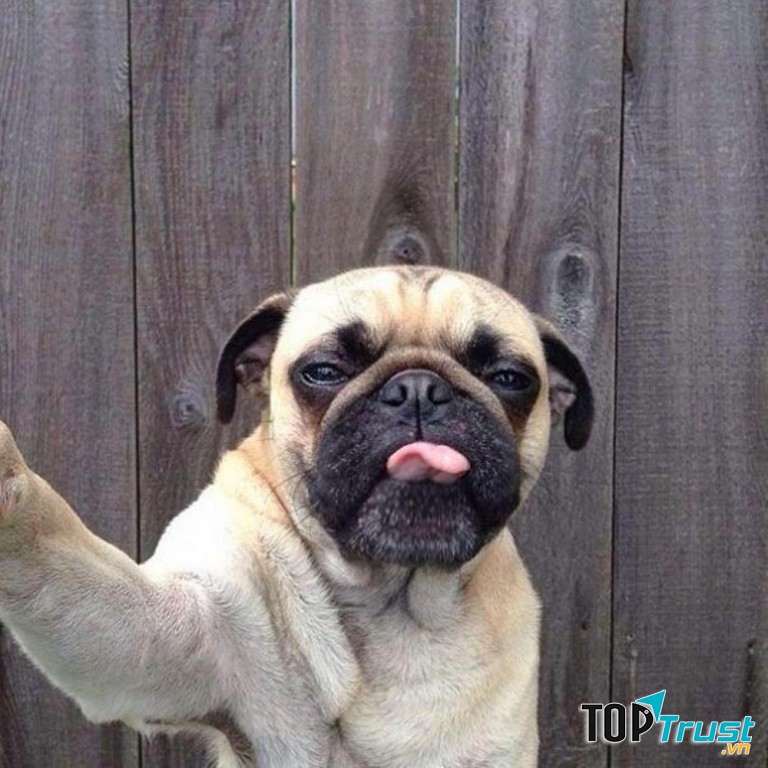 Oklahoma, Mỹ - Cấm làm mặt xấu với chó