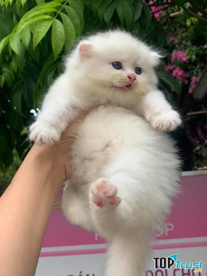 Oliver pet family - spa & pet shop