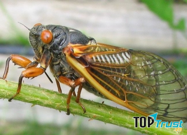 Ve sầu đực tạo ra âm thanh để thu hút những con cái gần chúng