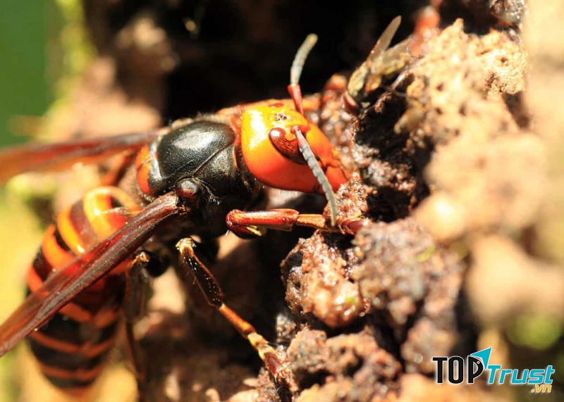 Ong bắp cày khổng lồ châu Á