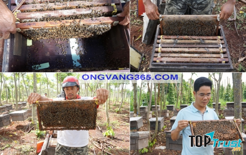 Qui trình sản xuất mật ong