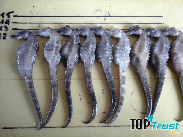 Cá ngựa khô tại đây được kiểm duyệt rất kĩ trước khi cung cấp ra thị trường