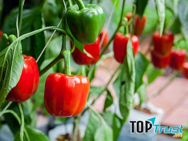 Ớt chuông đỏ chứa gấp đôi hàm lượng Vitamin C so với các loại trái cây họ cam, quýt