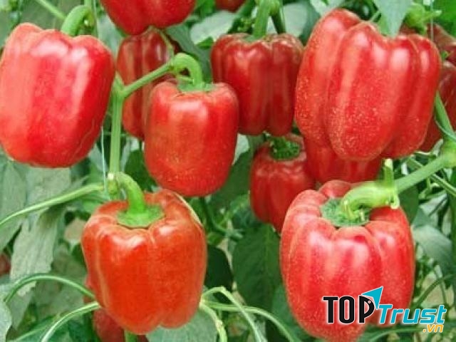 Ớt chuông đỏ