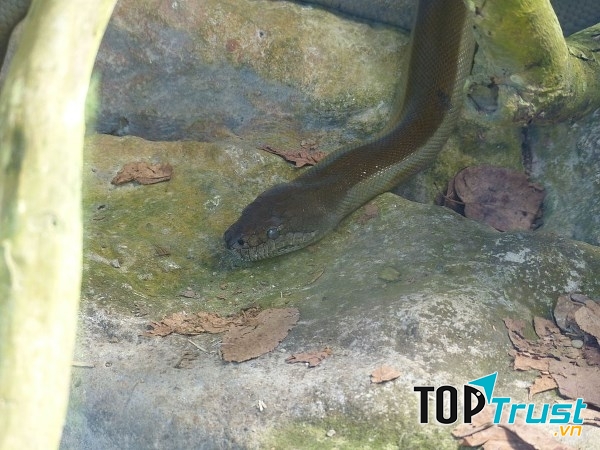 Papua python