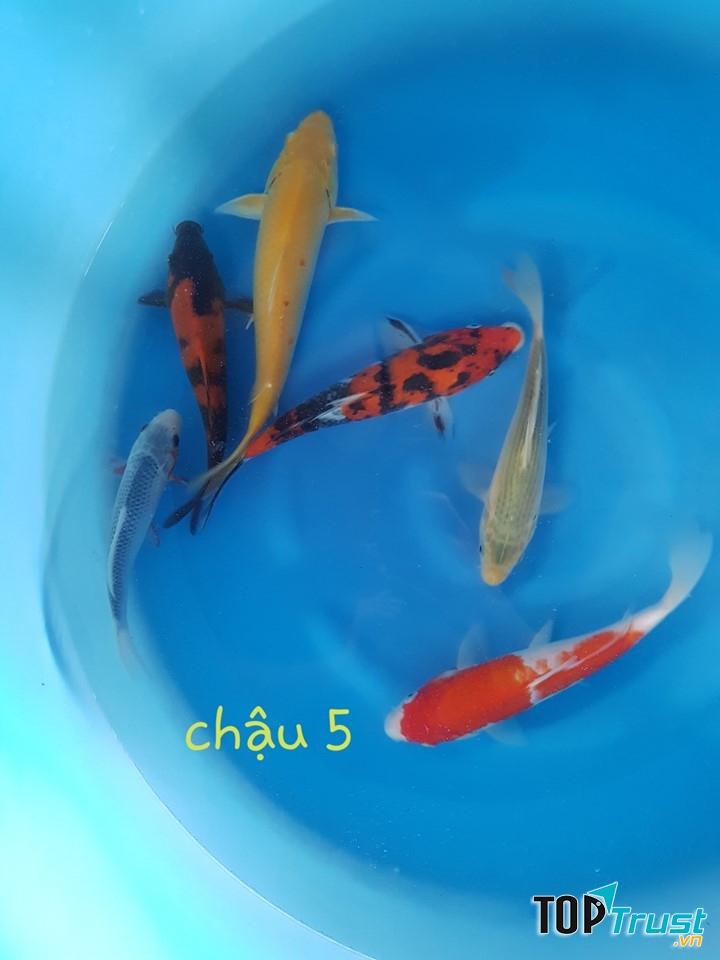 Patio - Cá Koi Nhật