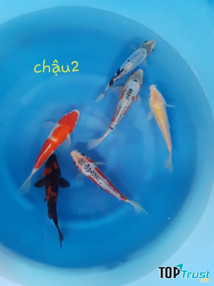 Patio - Cá Koi Nhật