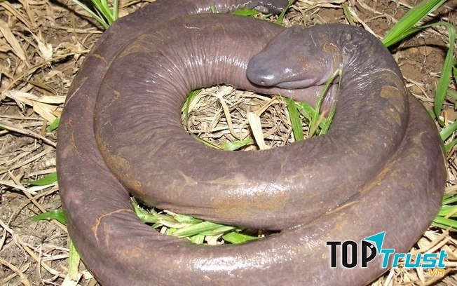 Rắn Penis Snake đang cuộn tròn