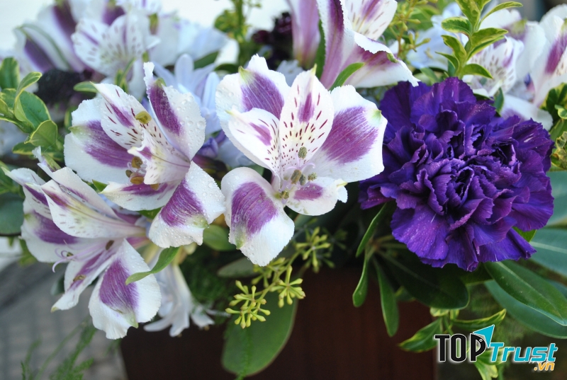 Ở Peru, các đôi yêu nhau không tặng hoa hồng mà chọn hoa phong lan.