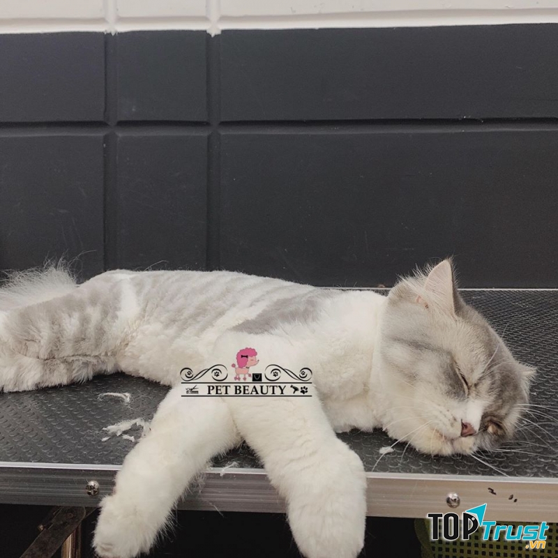 Pet Beauty