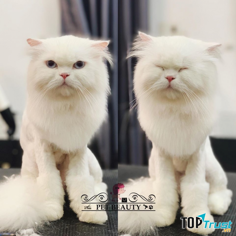 Pet Beauty