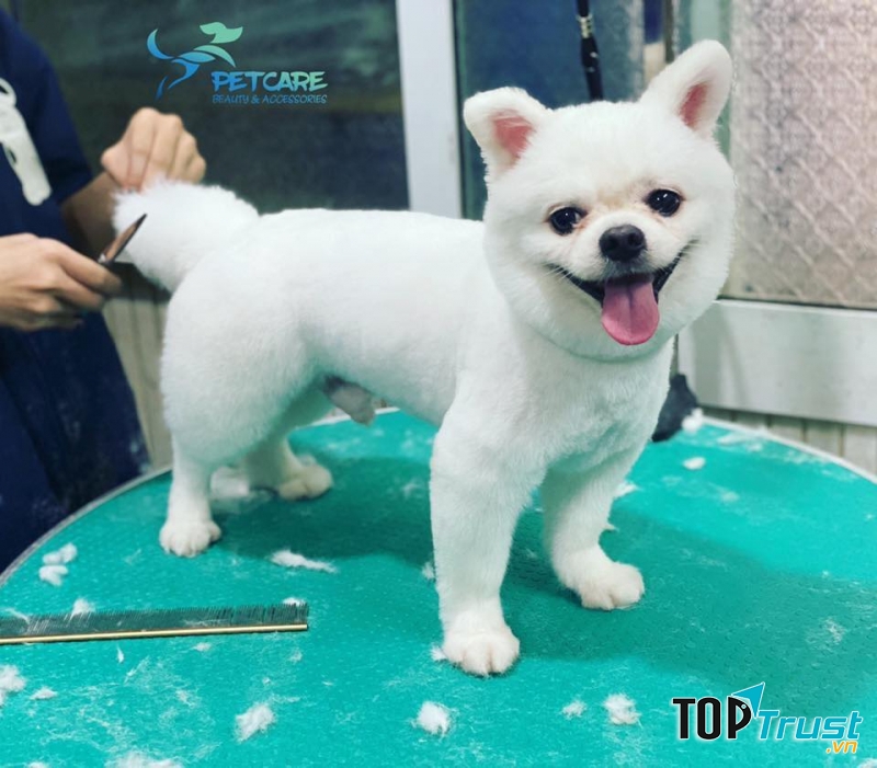 Pet Care