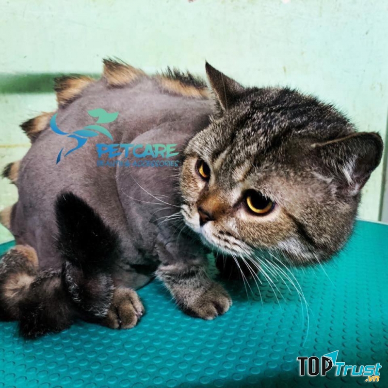 Pet Care