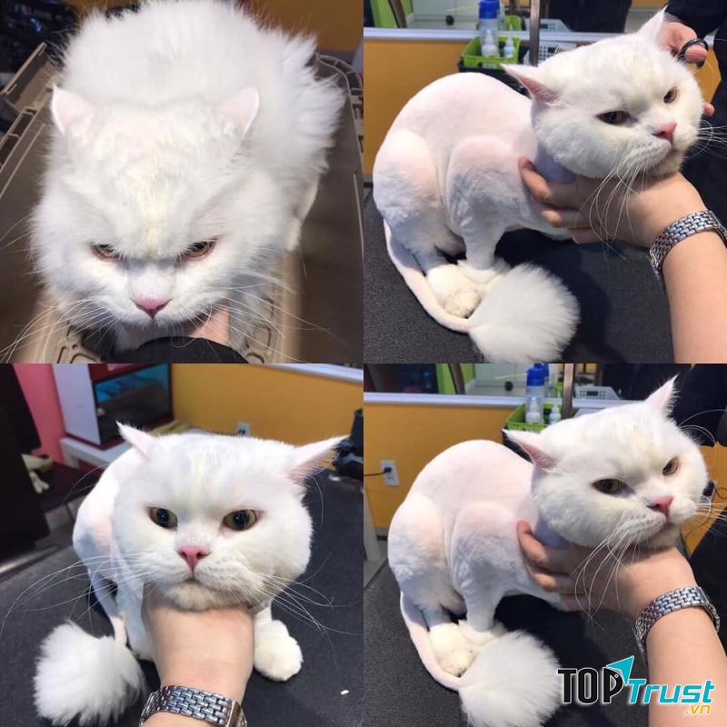 Pet Gold - Siêu thị thú cưng